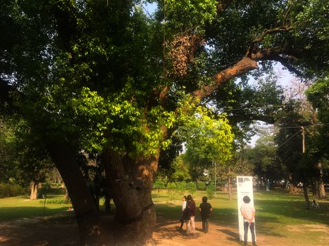 Installation. A person stands reading a tall white sign next to a massive tree.