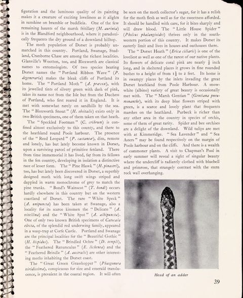 Page of a book. A black and white illustration titled “Head of an adder” is at the end of two columns of text.